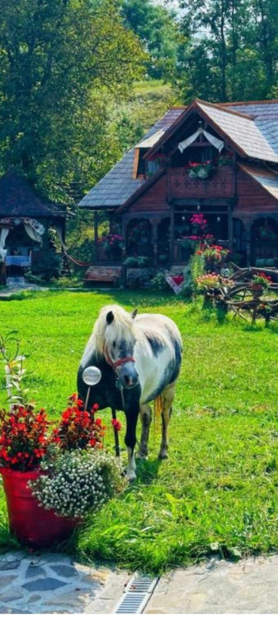 Pensiunea Rustic Oncesti Bagian luar foto